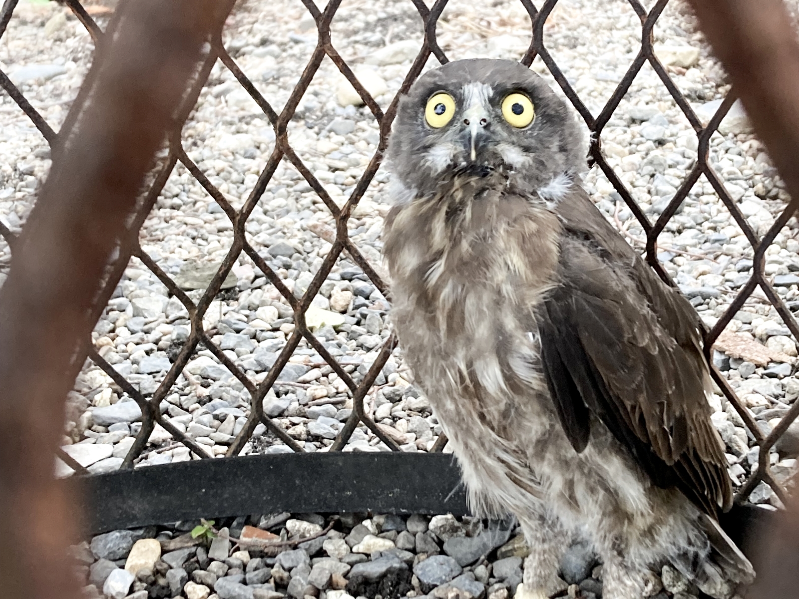 鳥かごの中に入っている梟