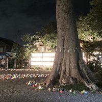 神戸宗社の神木の周りにランタンが並べられいる